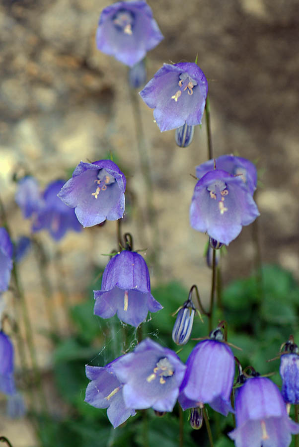 Campanula cochleariifolia / Campanula a foglie di coclearia